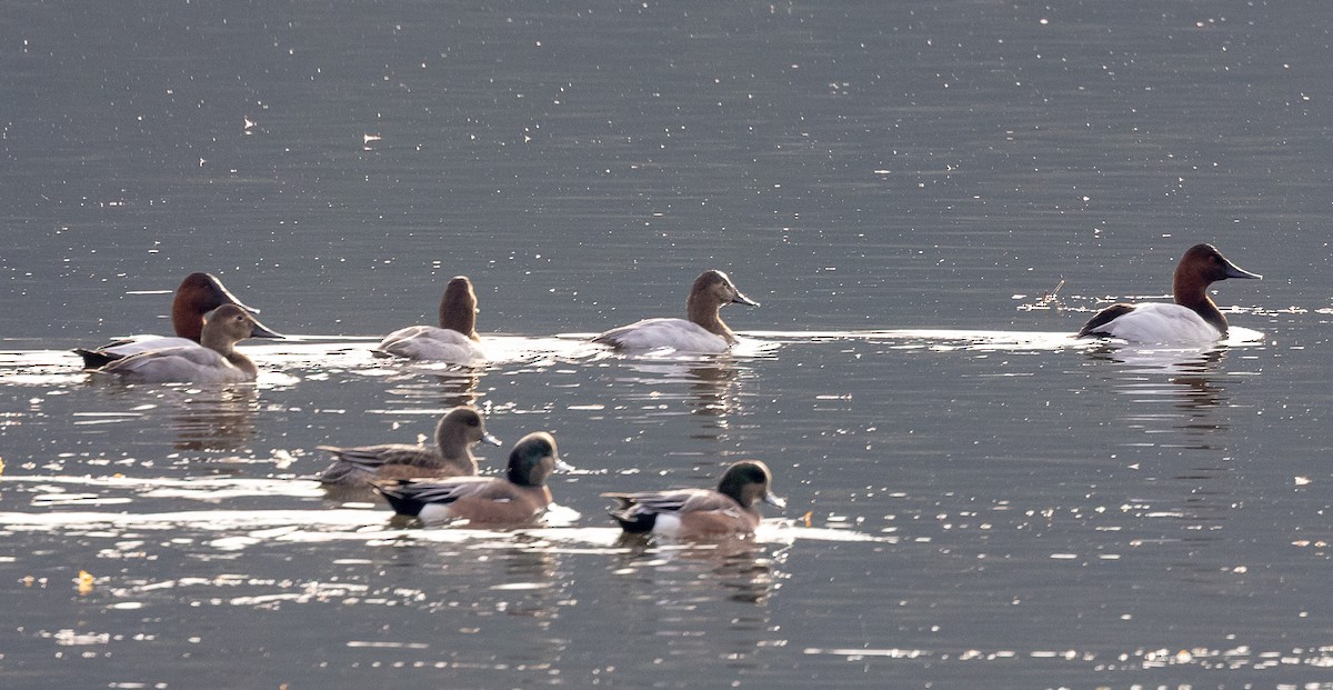 Murgilari bizkarzuria - ML644957353