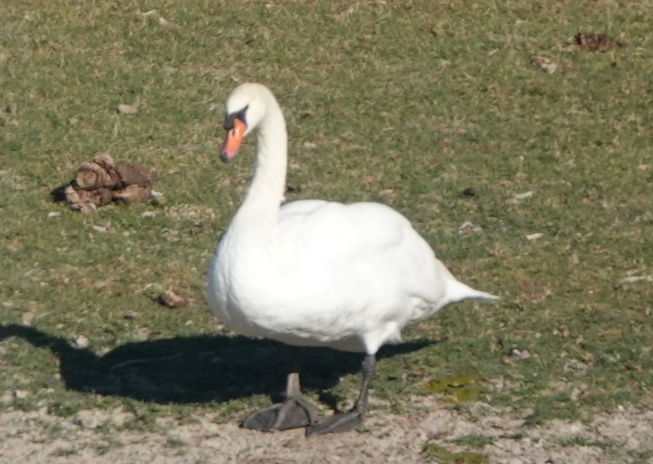 Mute Swan - ML644957361