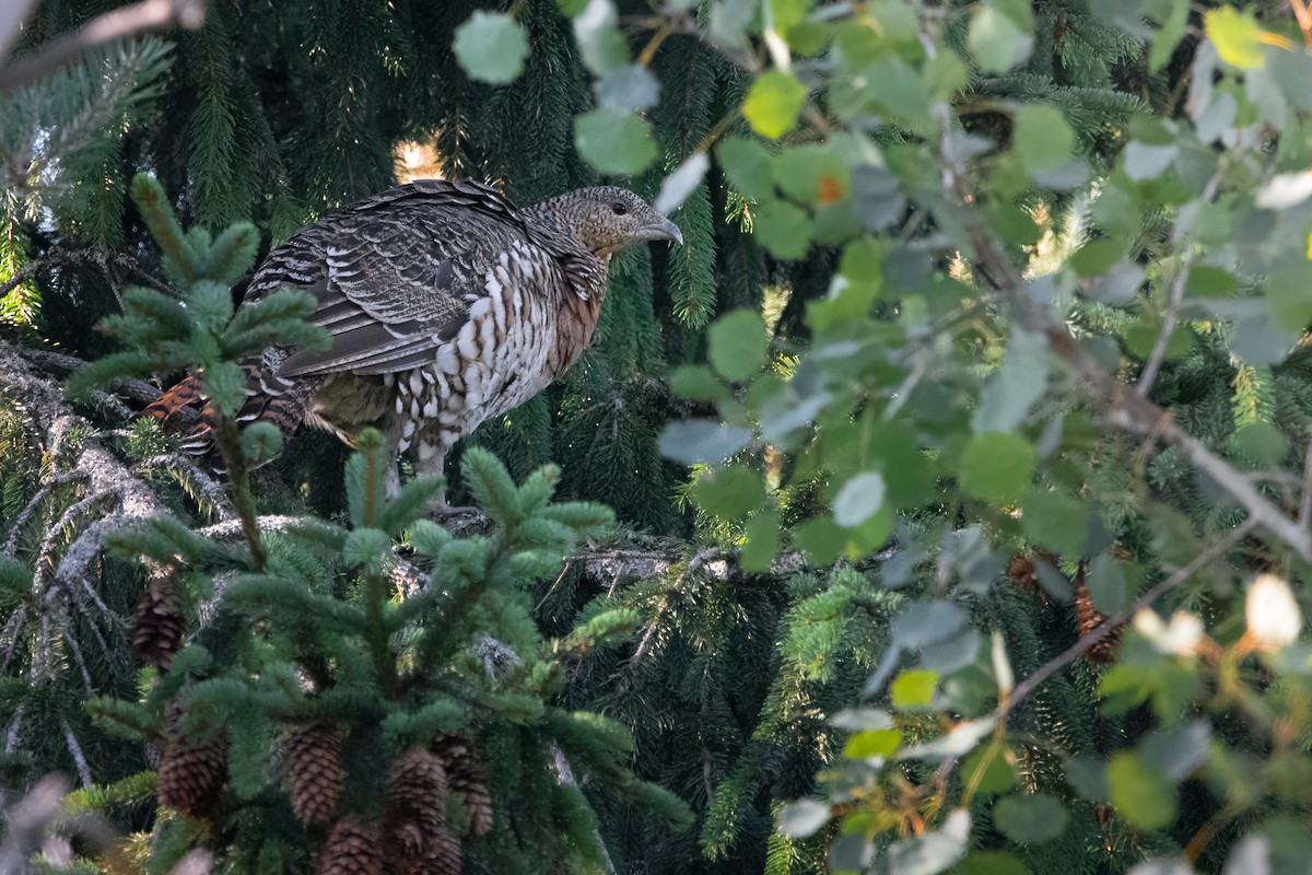 tetřev hlušec - ML644957368