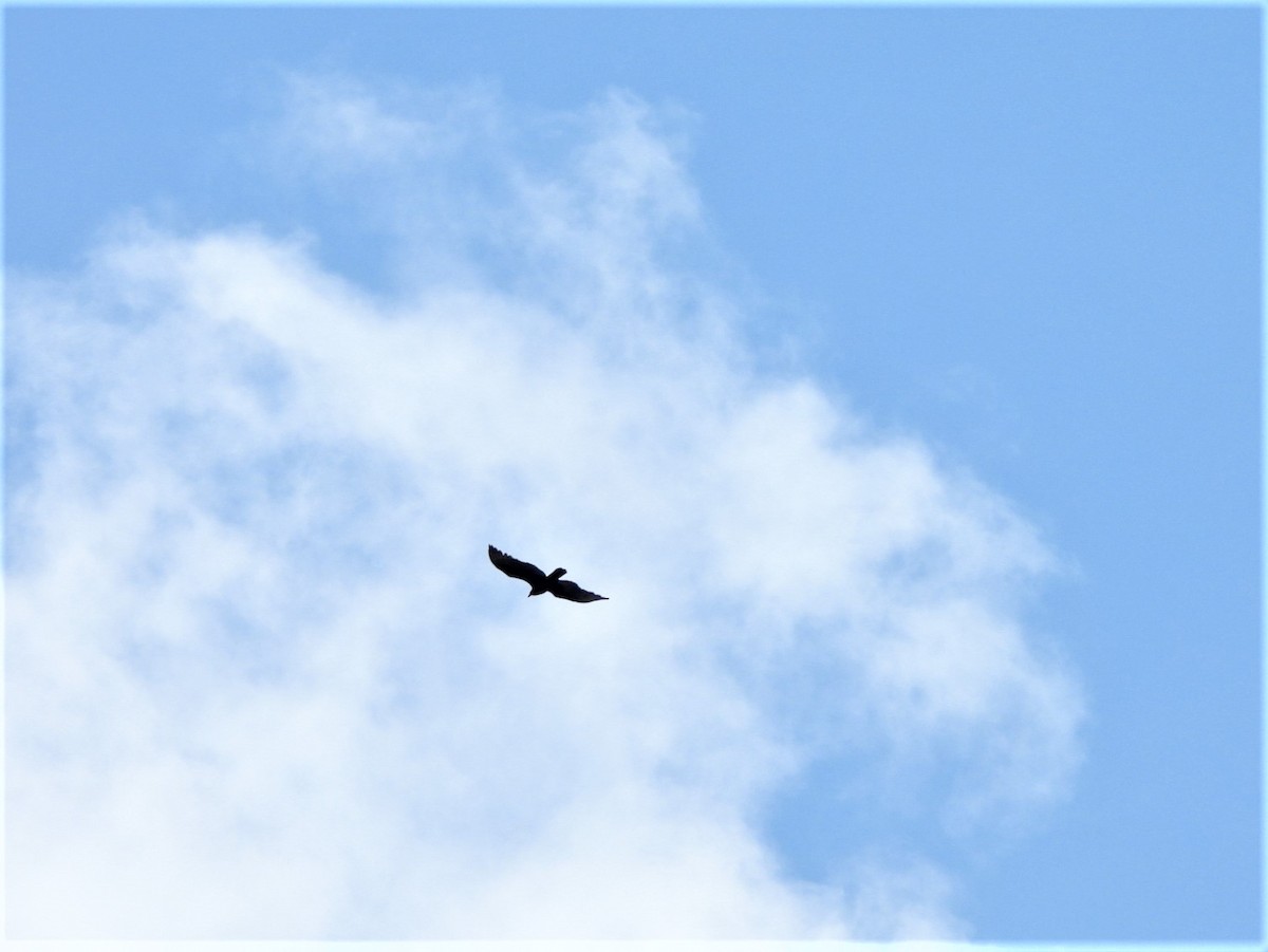 Чёрная катарта - ML644957371