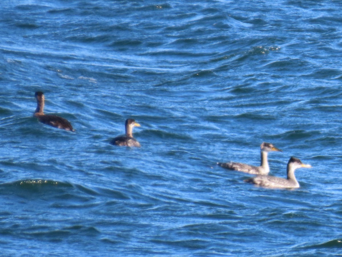 Red-necked Grebe - ML644957373
