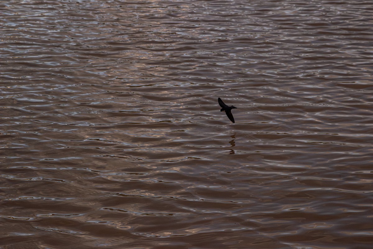 Hirondelle à diadème - ML644957385