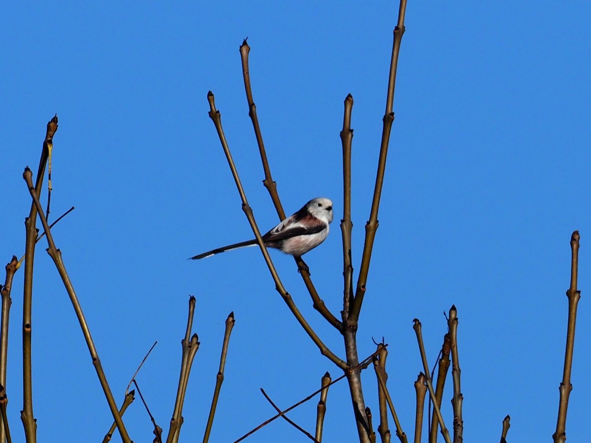 Long-tailed Tit - ML644957391