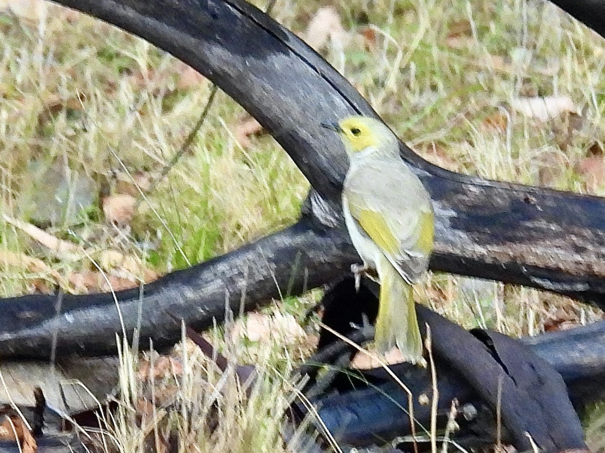White-plumed Honeyeater - ML644957401