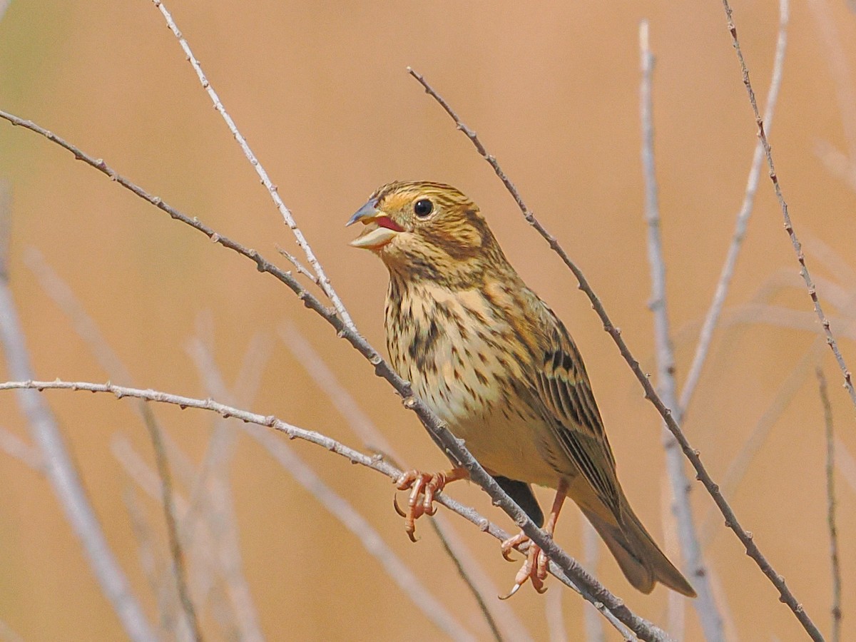 Strillozzo - ML644957414