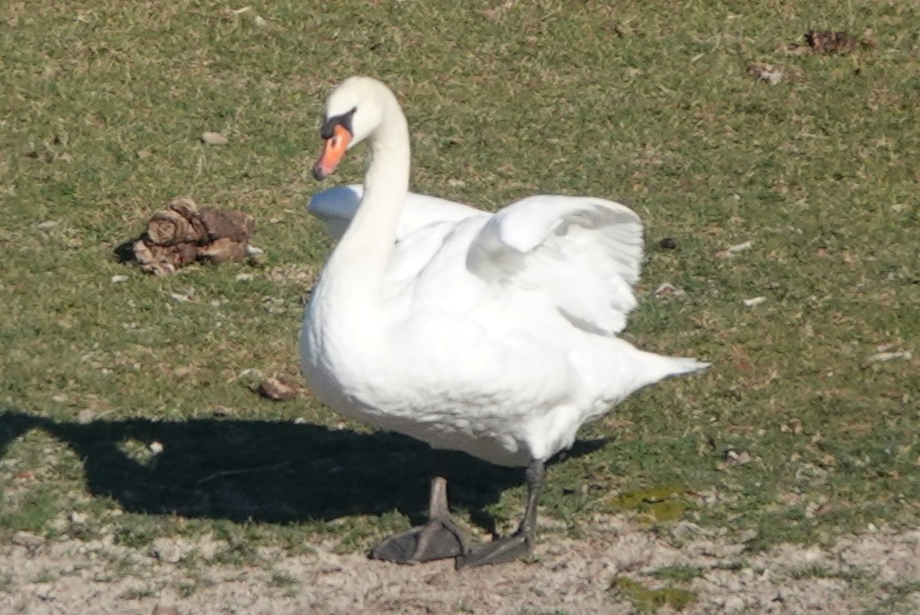 Mute Swan - ML644957419