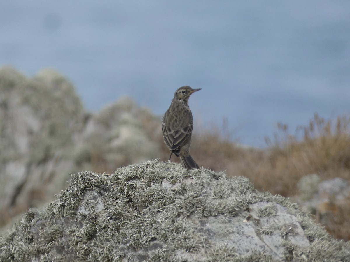 Bisbita Costero (occidental) - ML644957421