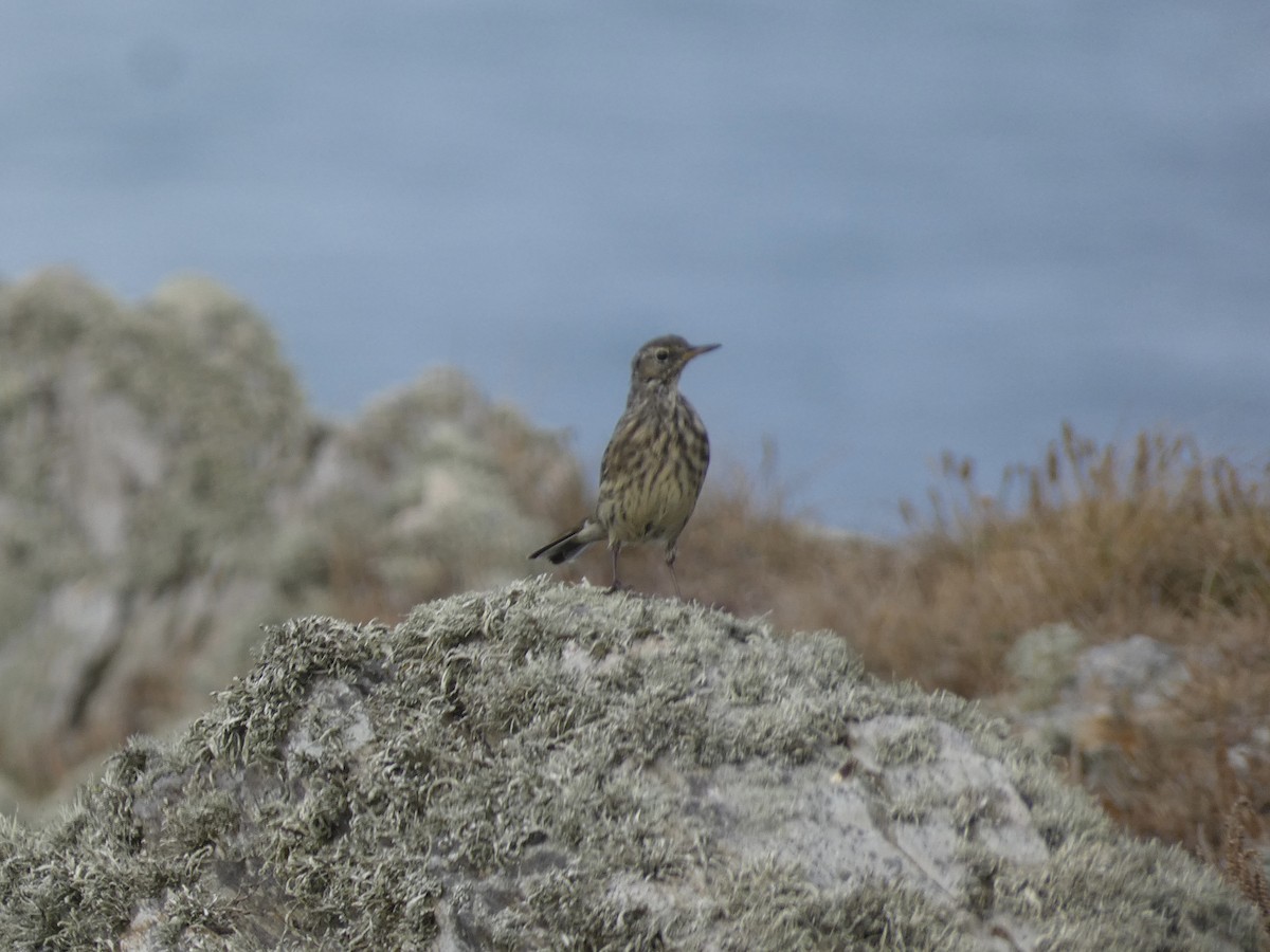 Bisbita Costero (occidental) - ML644957422