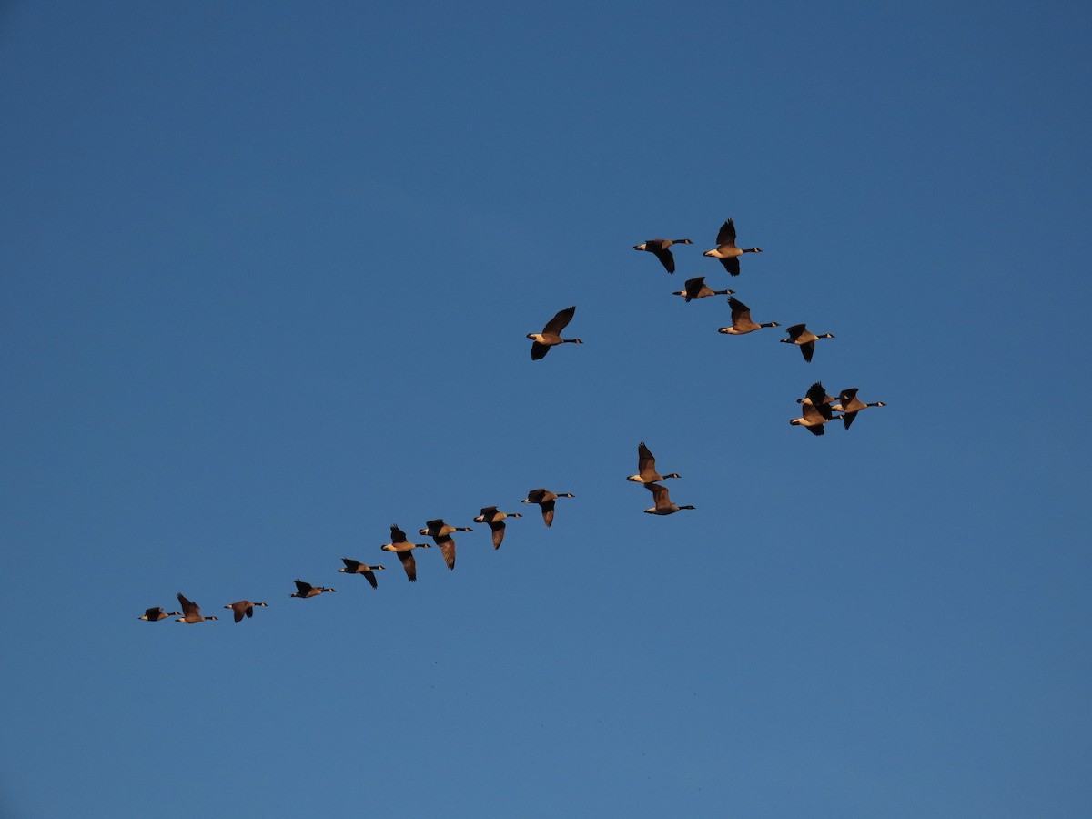 Canada Goose - ML644957431