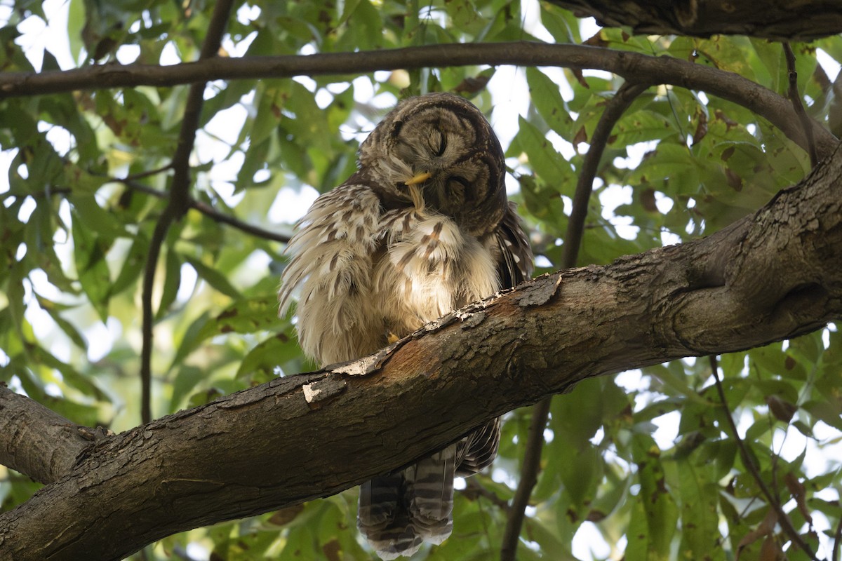 Barred Owl - ML644957439