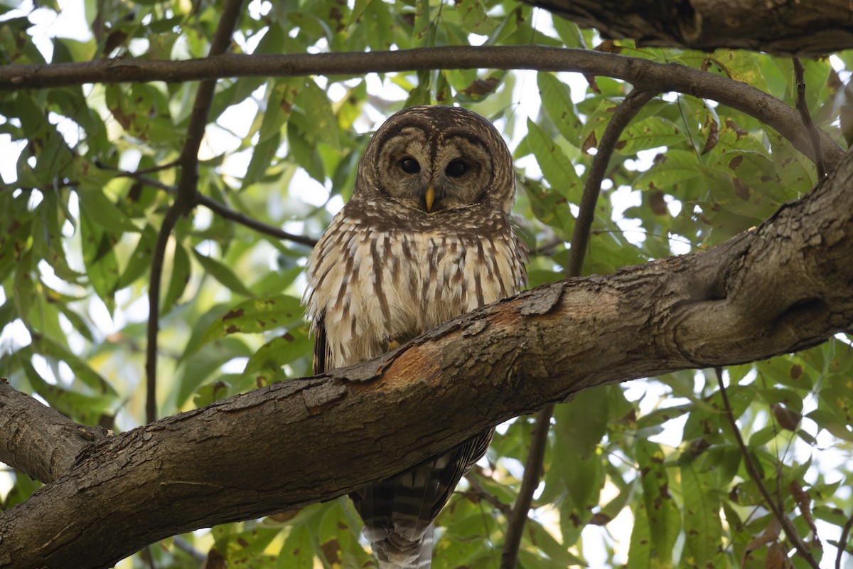 Barred Owl - ML644957442