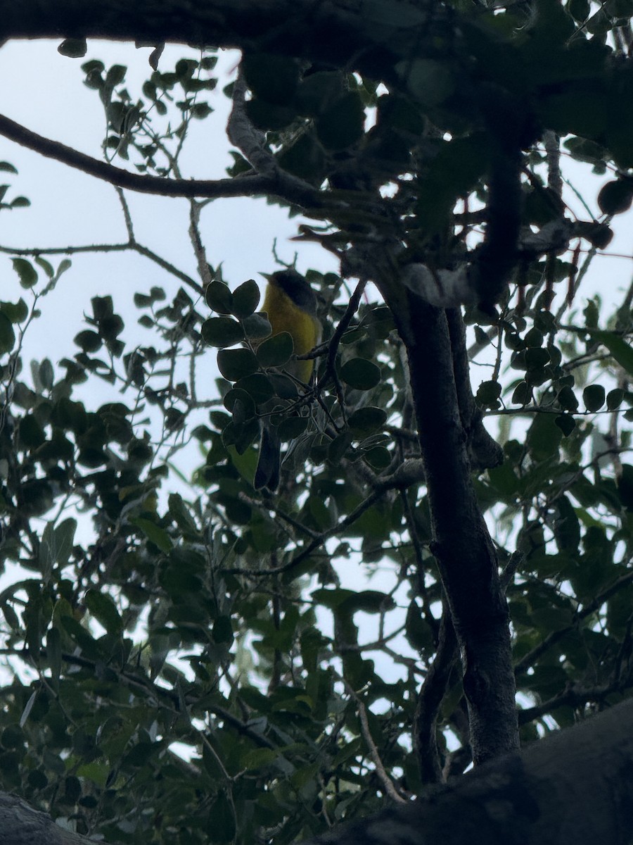 Tropical Parula - ML644957445