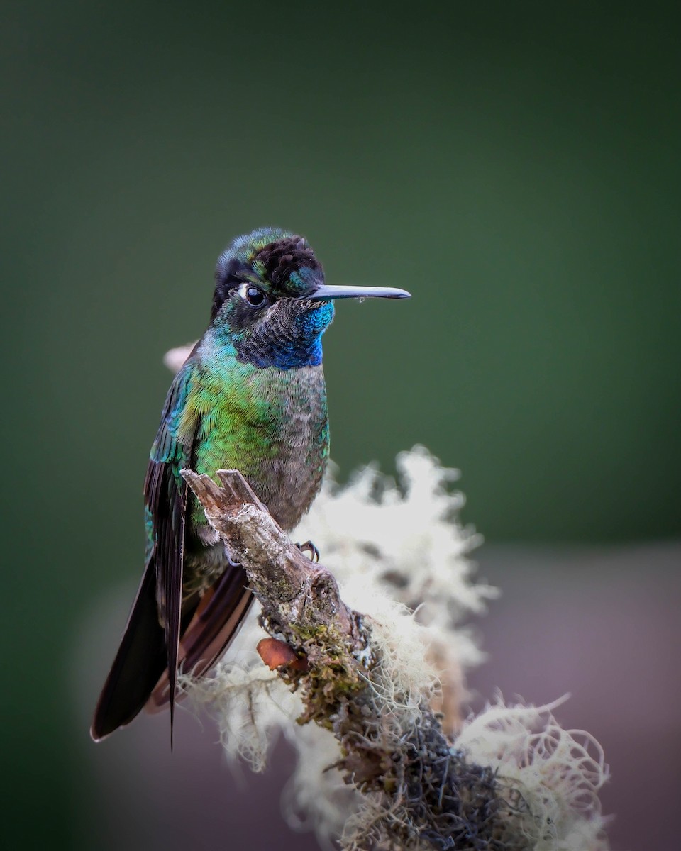 Talamanca Hummingbird - ML644957446