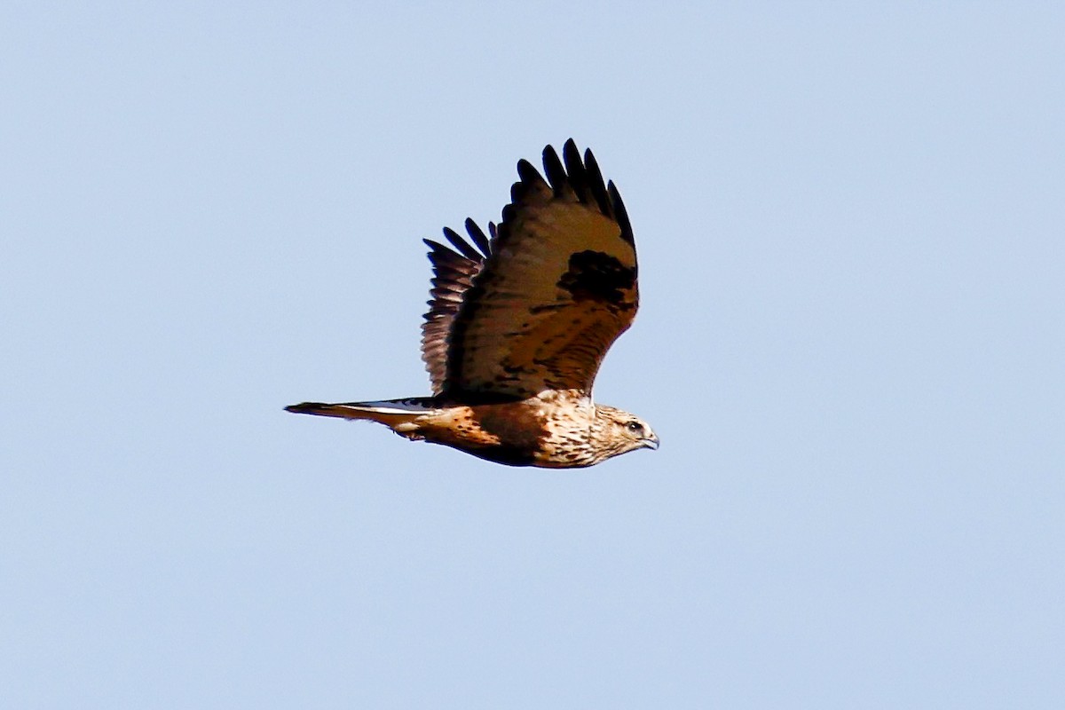 Rough-legged Hawk - ML644957459