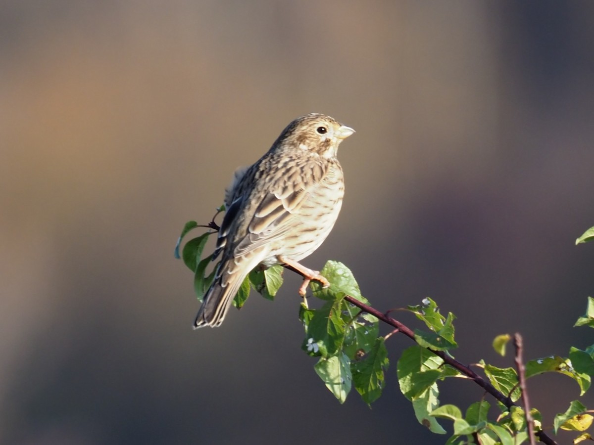 Corn Bunting - ML644957461