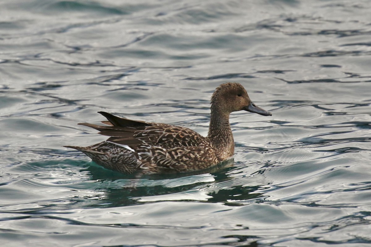 尖尾鴨 - ML644957469