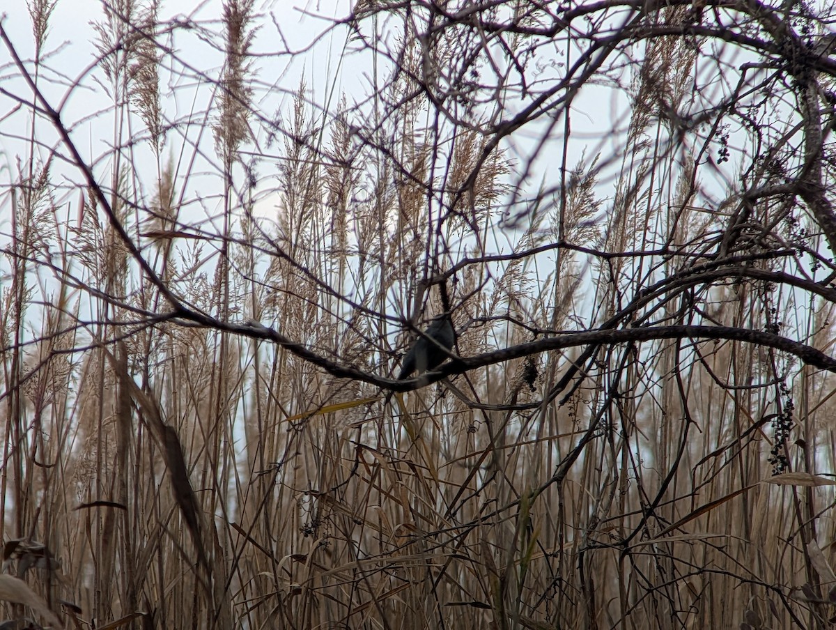 Gray Catbird - ML644957476