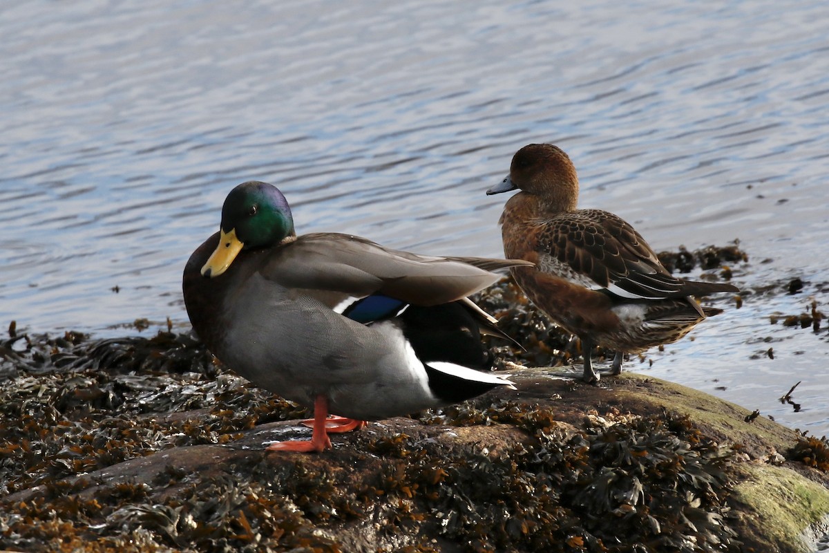 赤頸鴨 - ML644957478