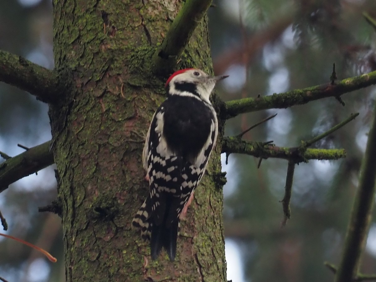 Middle Spotted Woodpecker - ML644957505