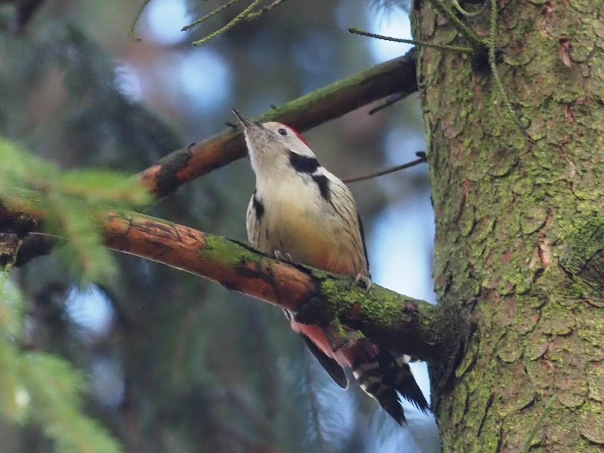 Middle Spotted Woodpecker - ML644957506
