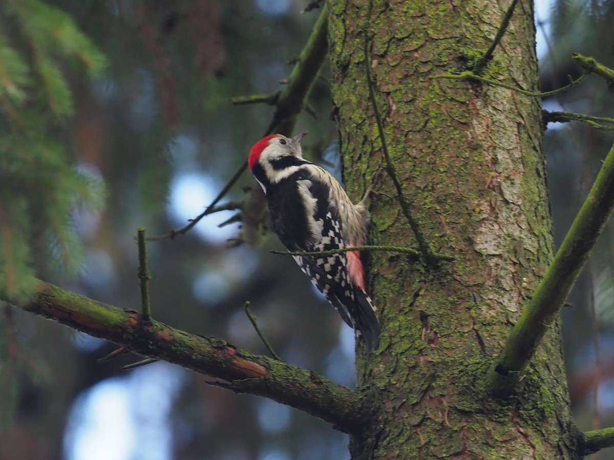 Middle Spotted Woodpecker - ML644957507