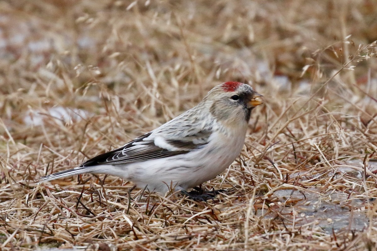 Redpoll (Hoary) - ML644957514
