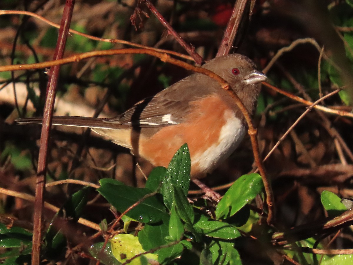 Eastern Towhee - ML644957515