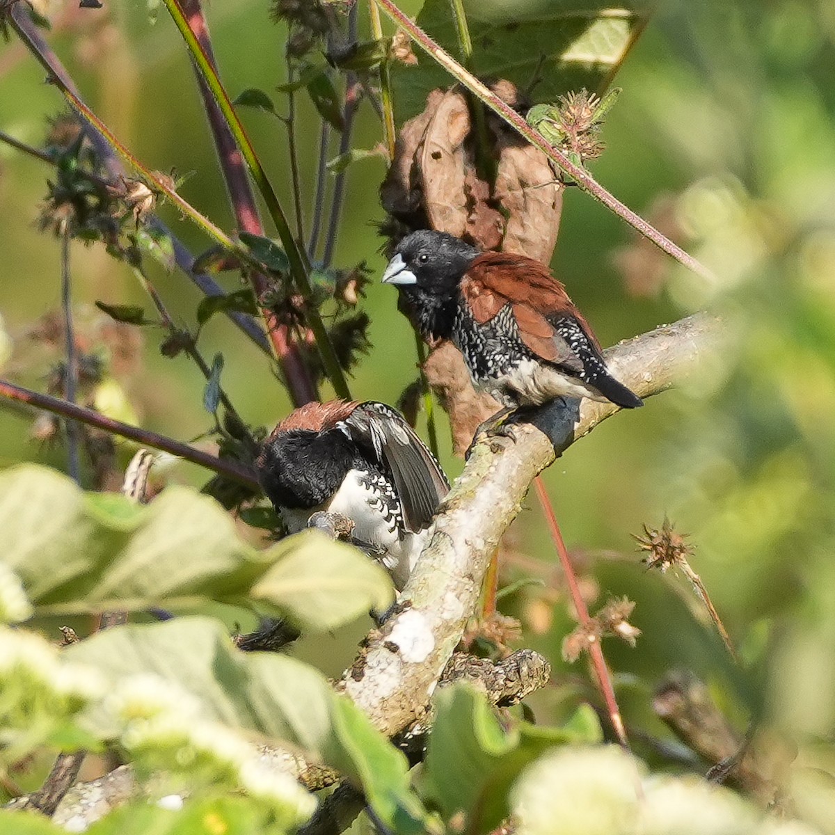 クロシチホウ（nigriceps／woltersi） - ML644957516