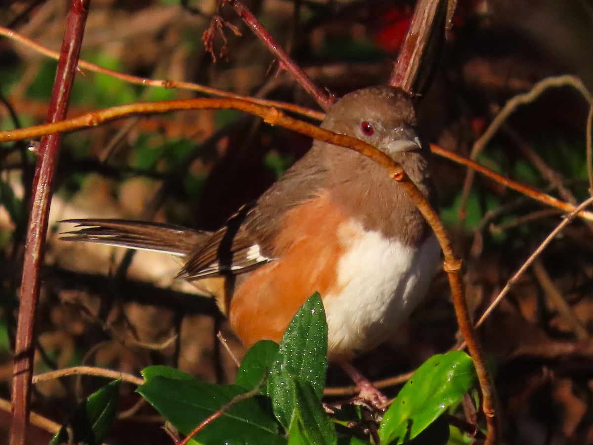 Eastern Towhee - ML644957517