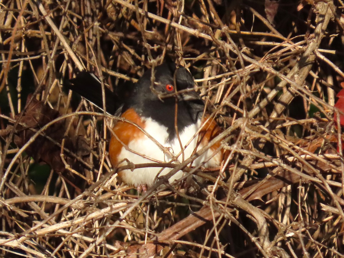 Eastern Towhee - ML644957518