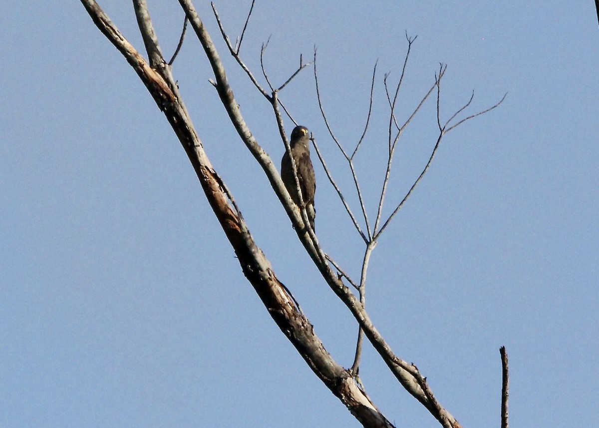 káně krahujová - ML644957530