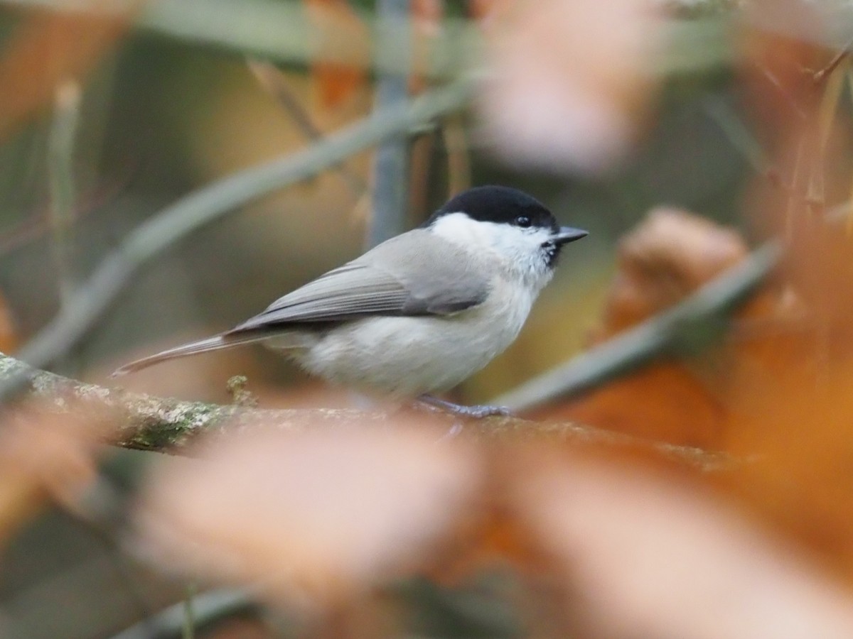 Marsh Tit - ML644957534