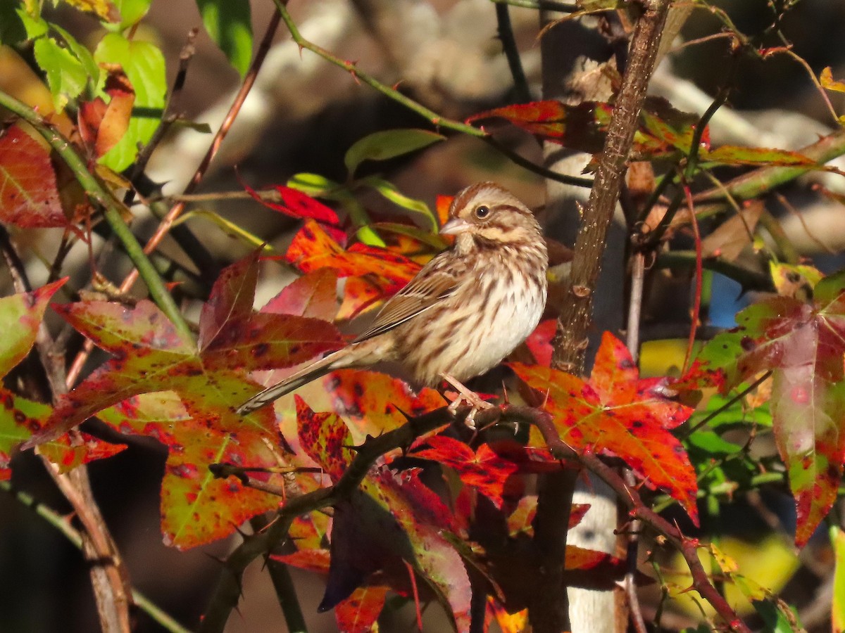 Song Sparrow - ML644957571