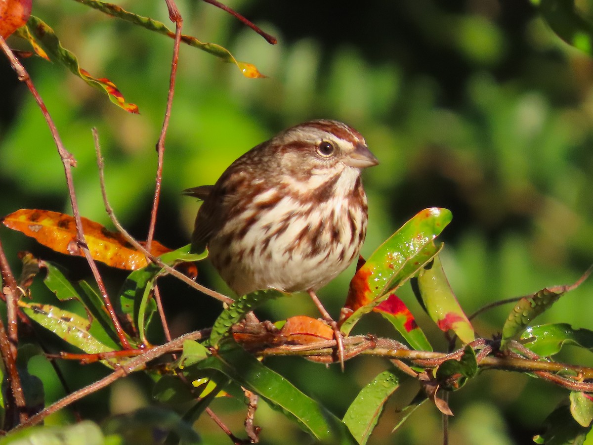Song Sparrow - ML644957572