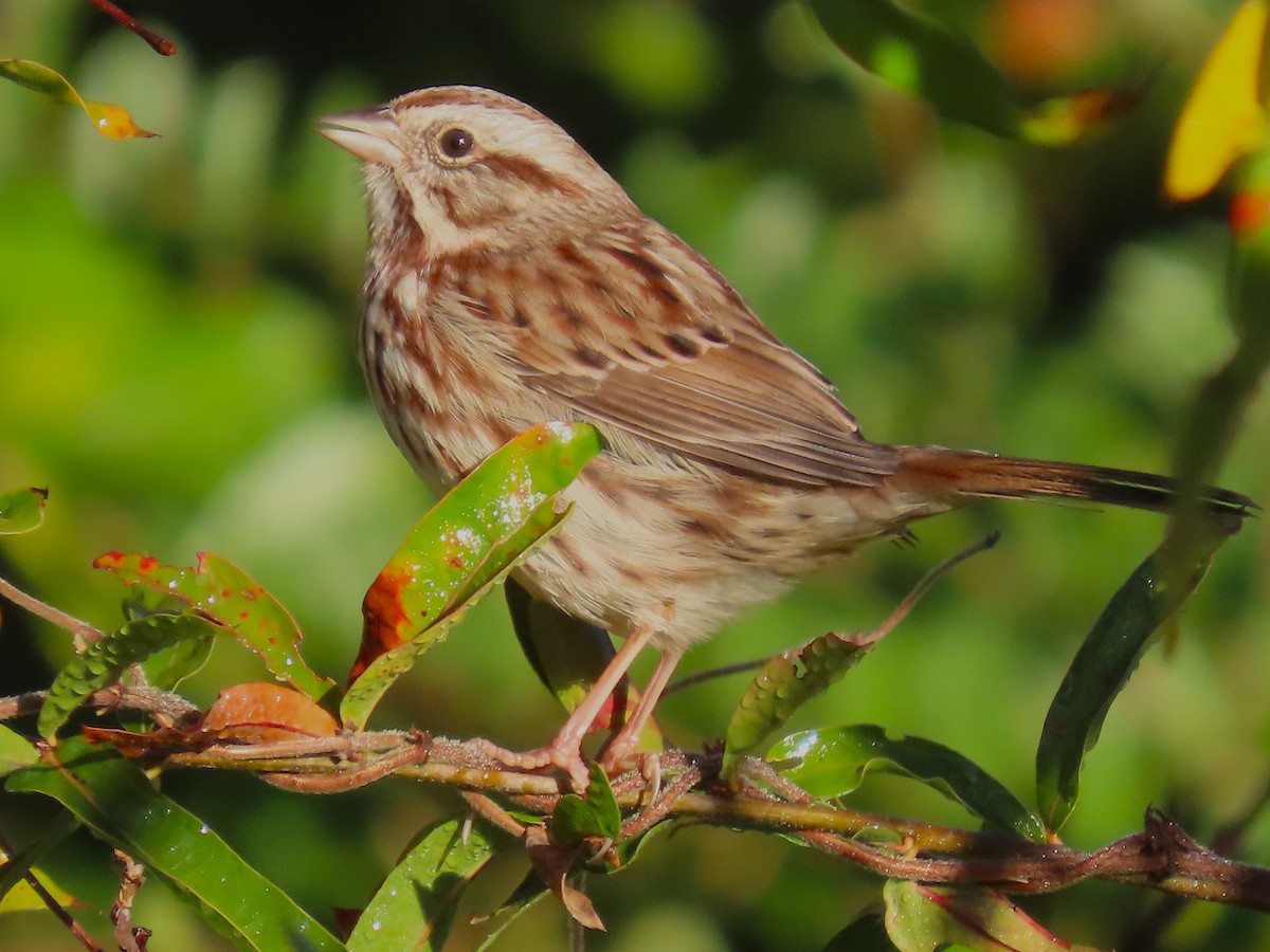 Song Sparrow - ML644957573