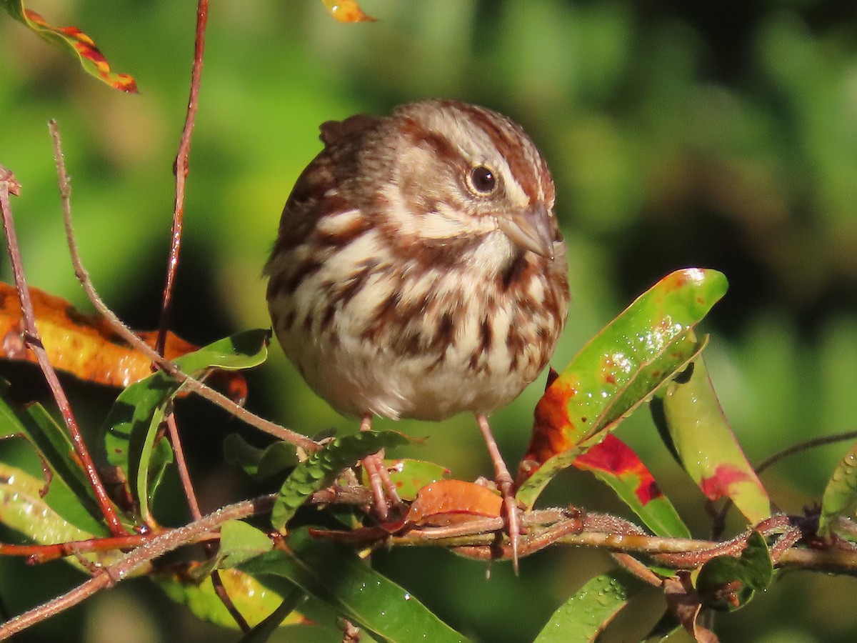Song Sparrow - ML644957575