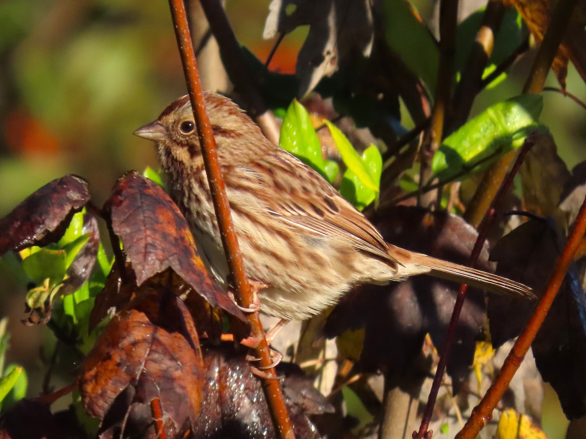 Song Sparrow - ML644957576