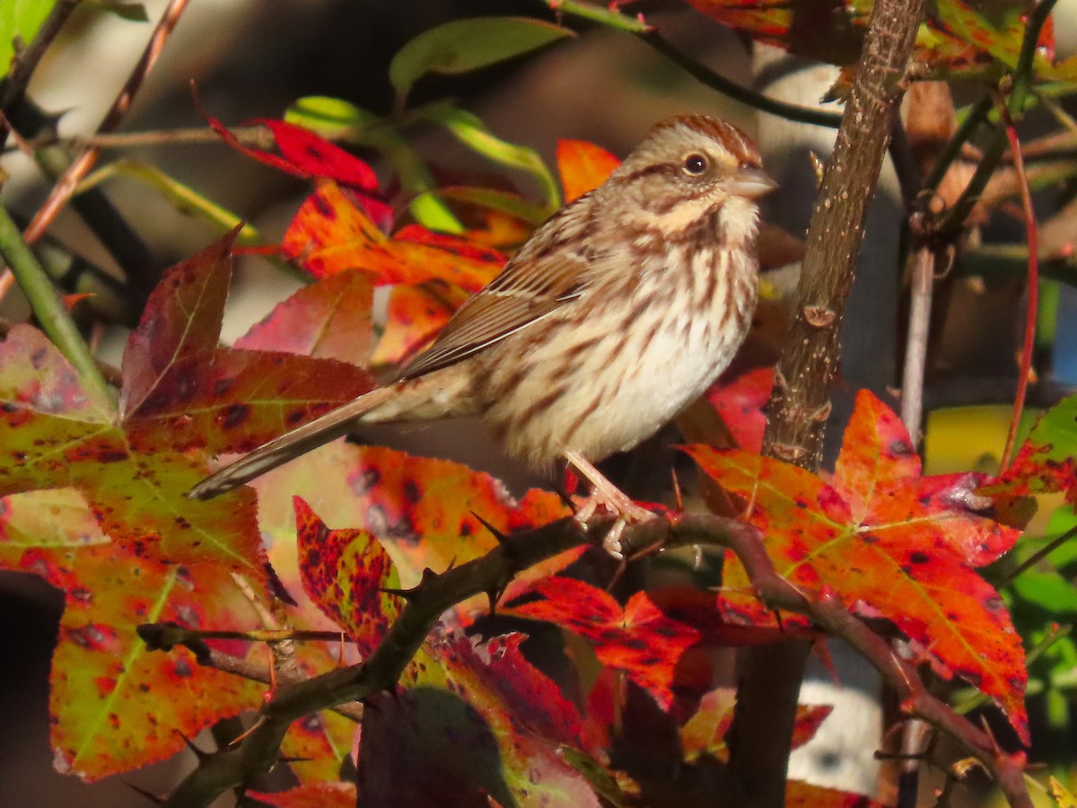 Song Sparrow - ML644957577