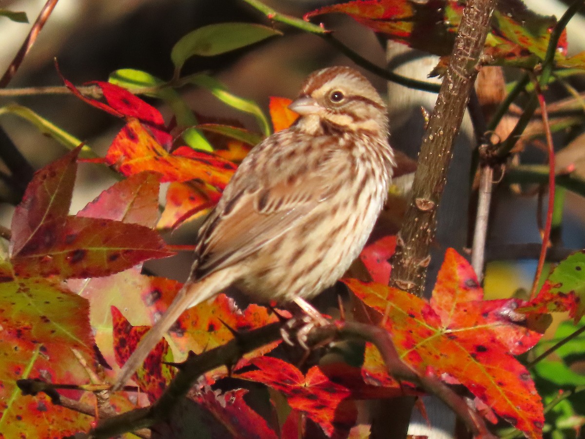 Song Sparrow - ML644957578