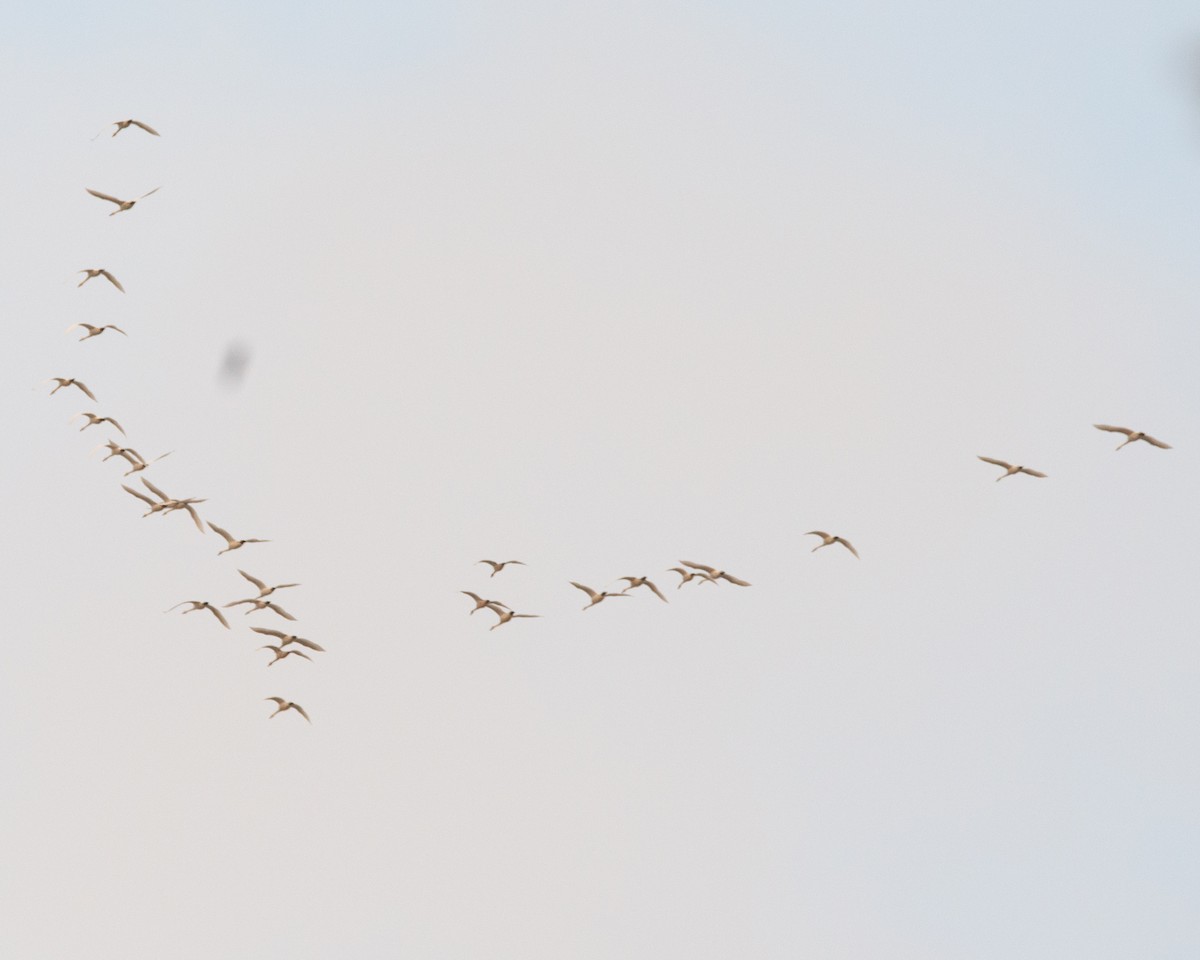 Tundra Swan - ML644957584