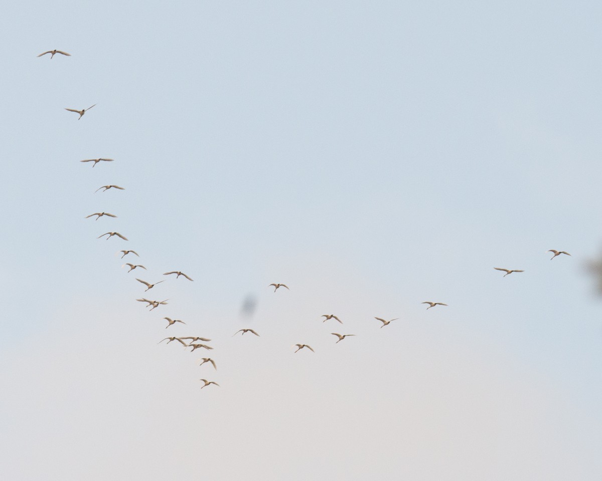 Tundra Swan - ML644957585