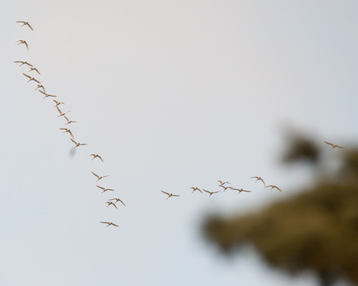 Tundra Swan - ML644957586