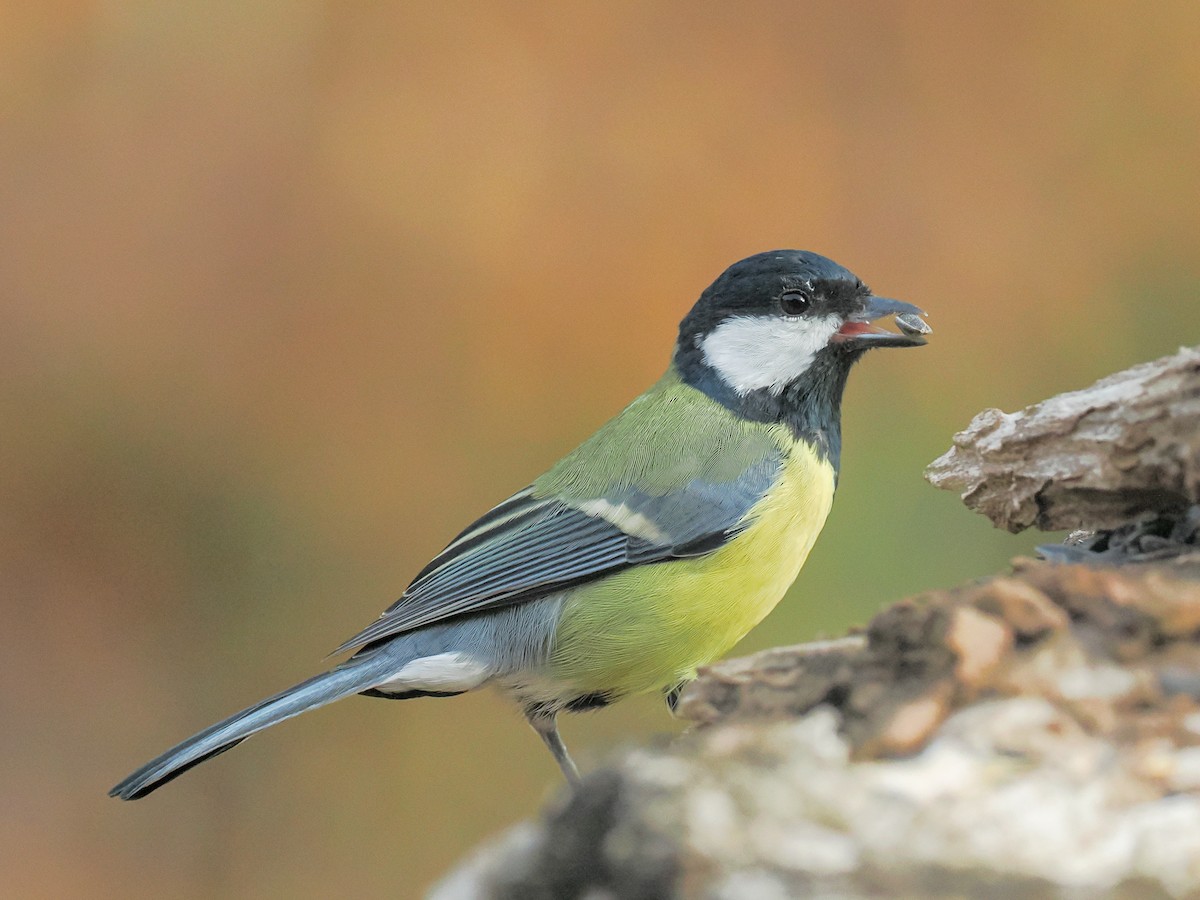 Cinciallegra - ML644957595