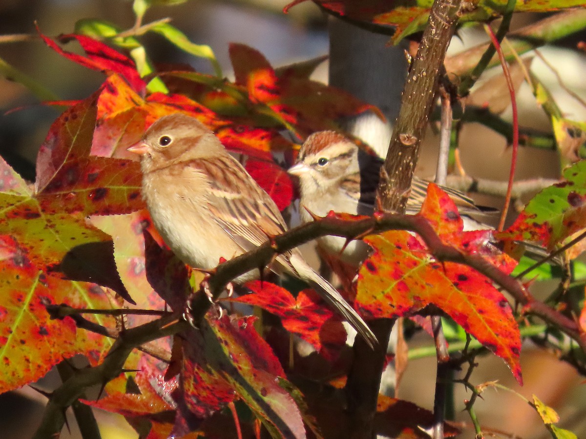 Field Sparrow - ML644957598