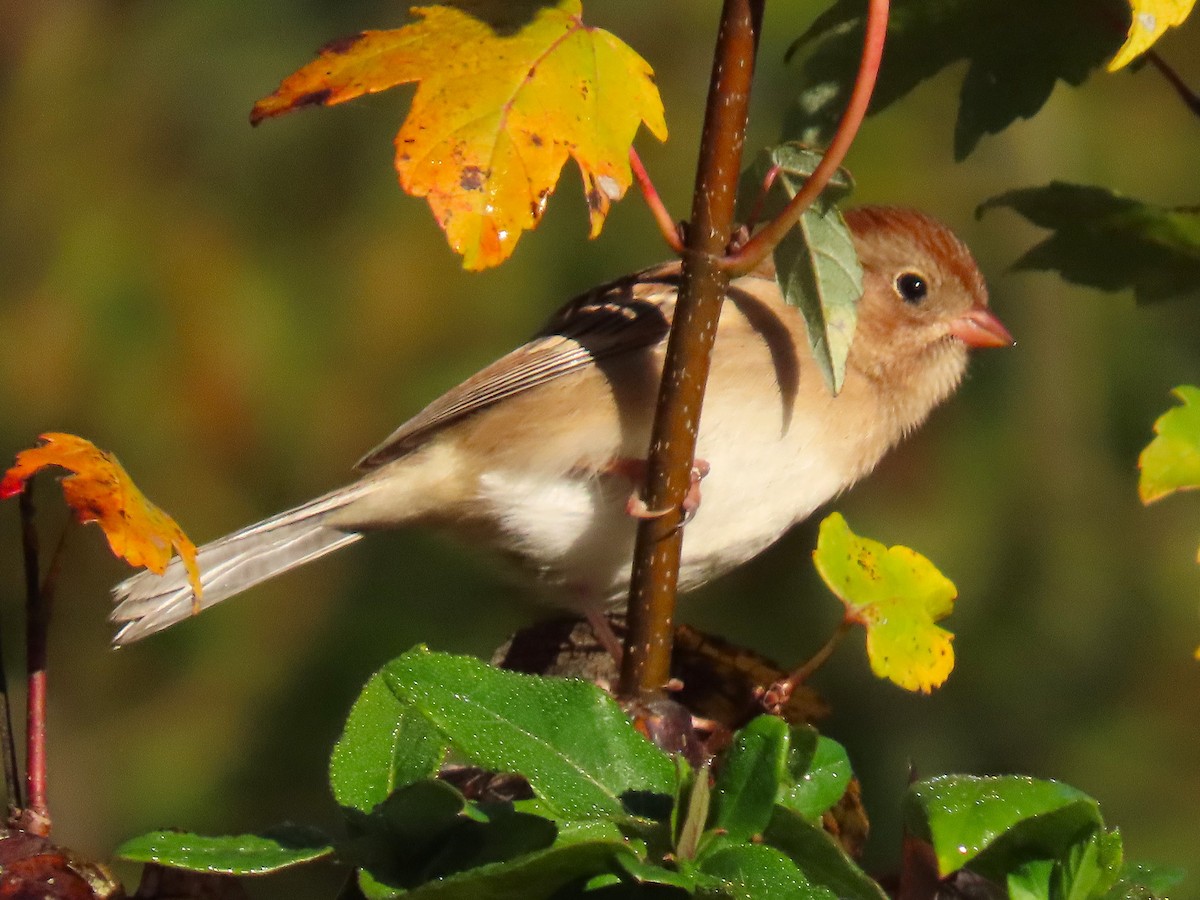 Field Sparrow - ML644957599