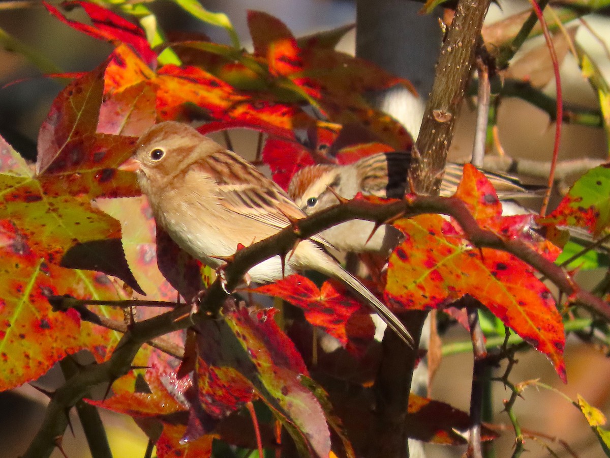 Field Sparrow - ML644957600