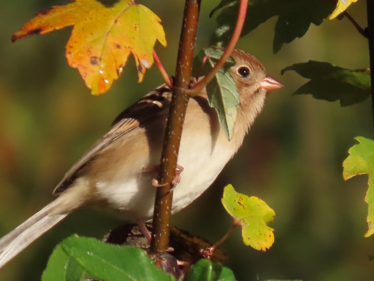 Field Sparrow - ML644957601