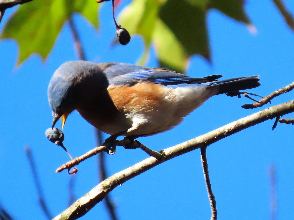 Eastern Bluebird - ML644957620