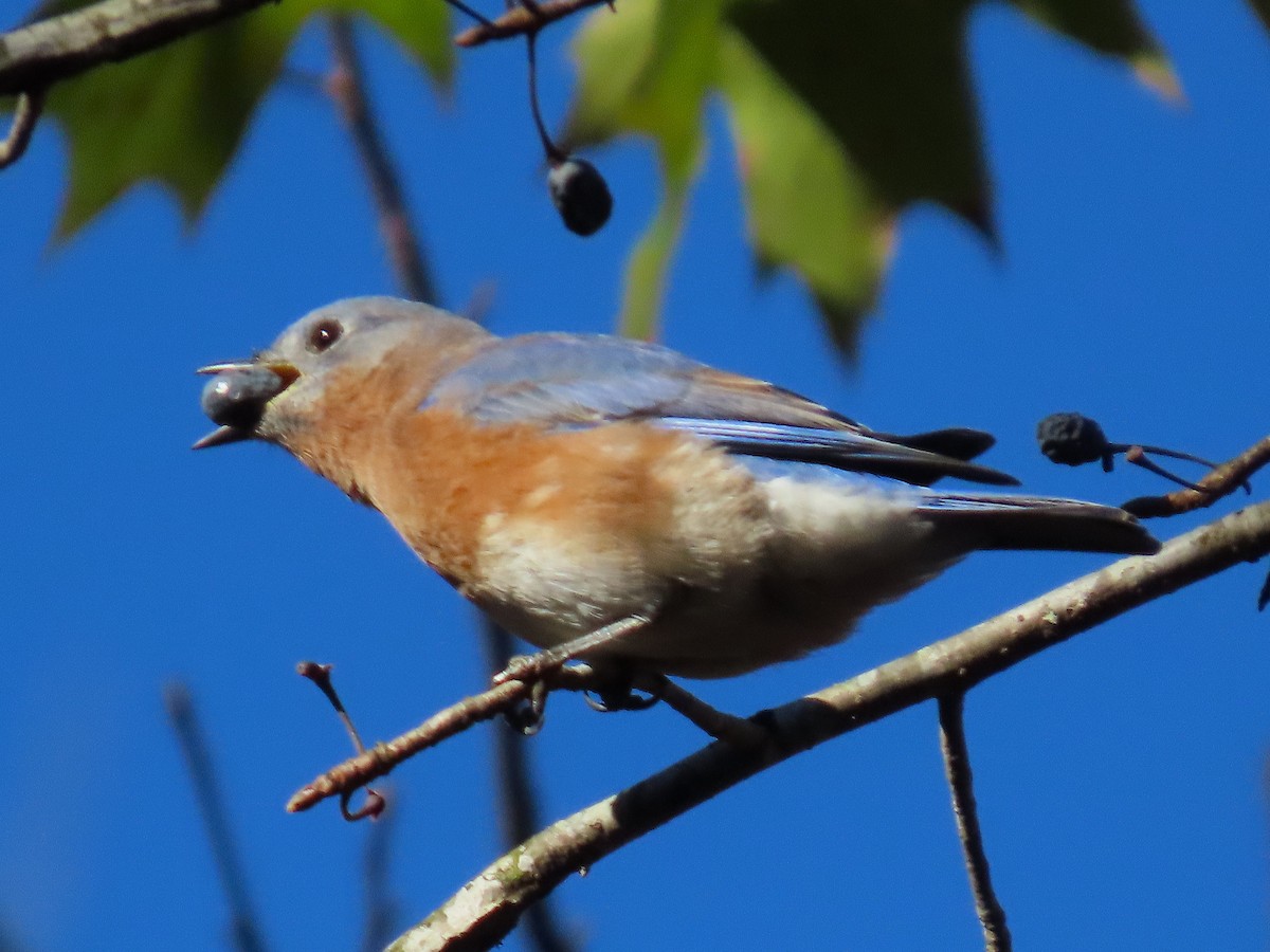 Eastern Bluebird - ML644957621