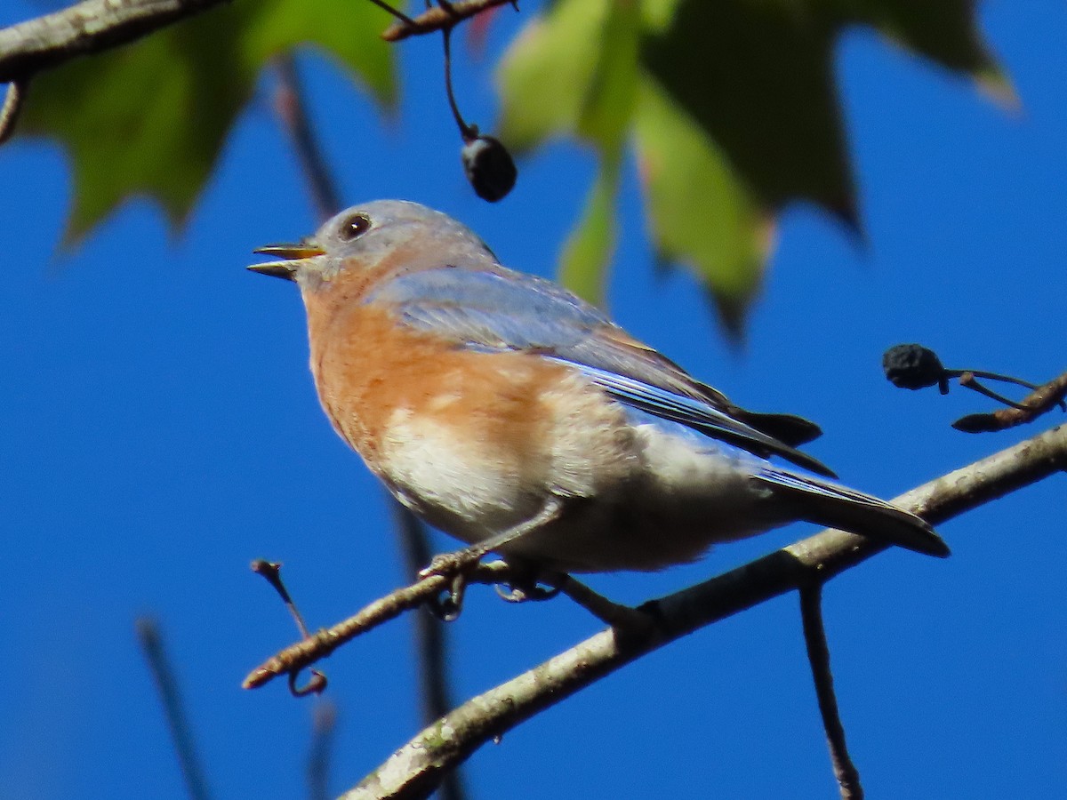 Eastern Bluebird - ML644957622